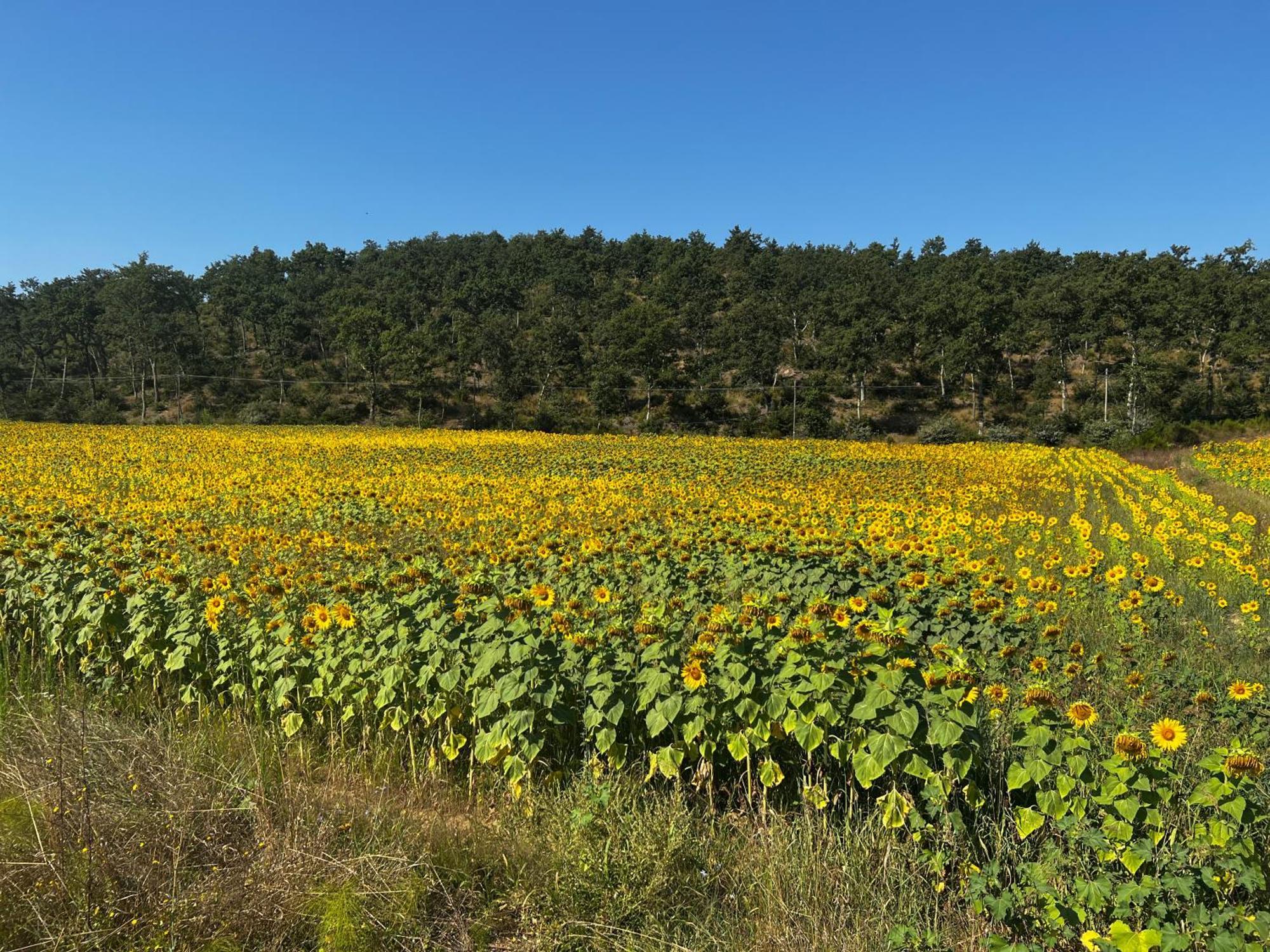 Podere La Casa Villa d'Arceno Exteriér fotografie